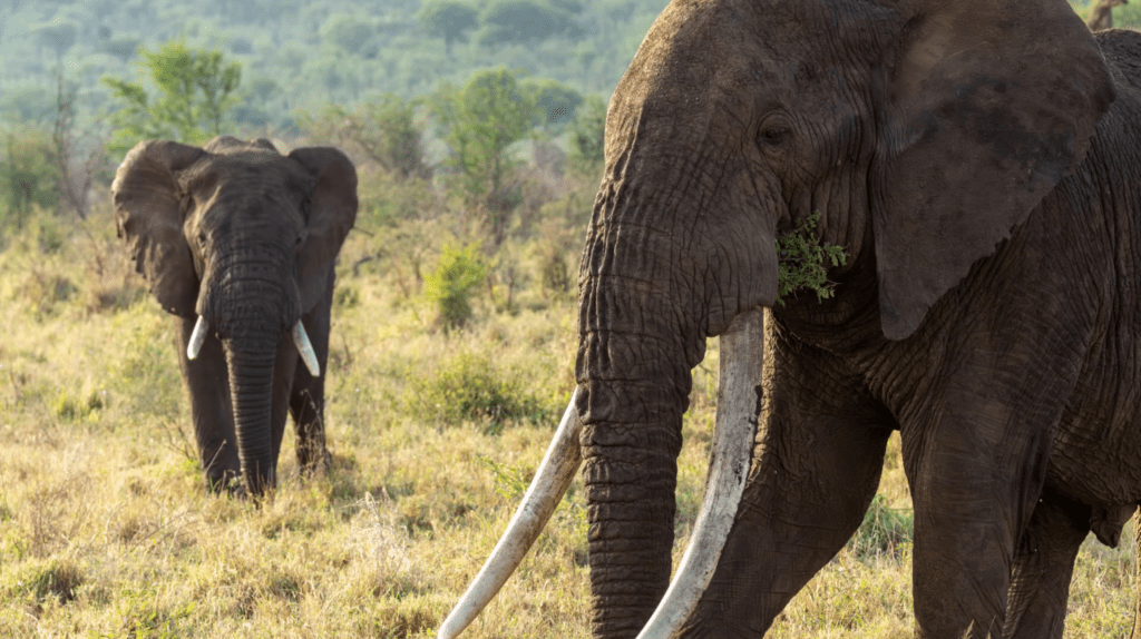morning: depart early at 7:00am from your accommodation and embark on a scenic drive to tarangire national park