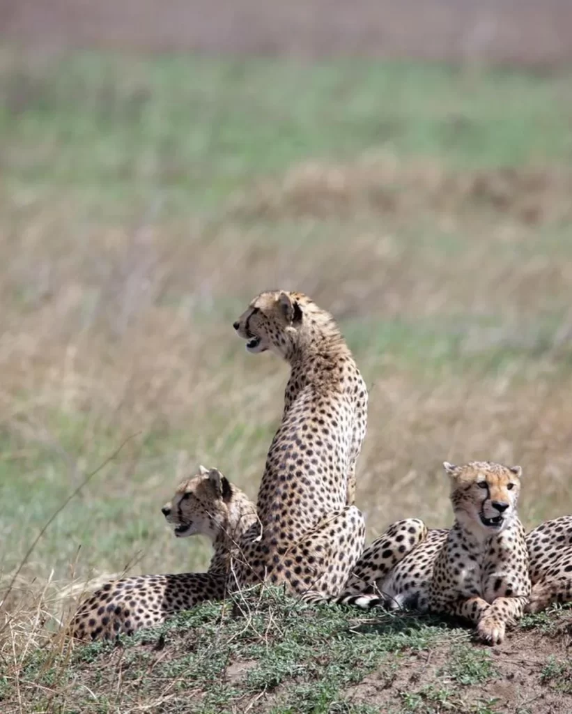 you will be picked from the lodge at 0600hrs in central serengeti and start a convoy to ngorongoro to kick off your crater game drive, serengeti np