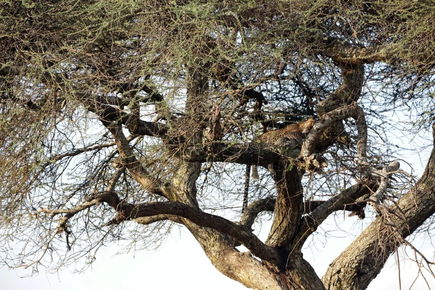 introduction, serengeti np
