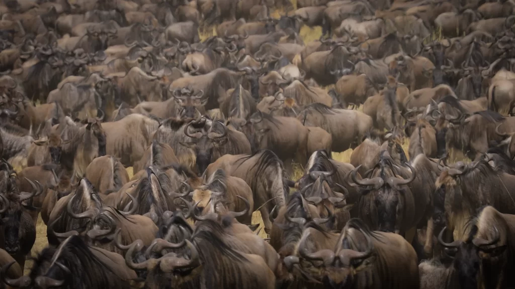 after breakfast, you&rsquo;ll drive from lake natron to the northern serengeti, a region renowned for its dramatic landscapes and proximity to the mara river, where the annual wildebeest migration often crosses, wildebeest migration