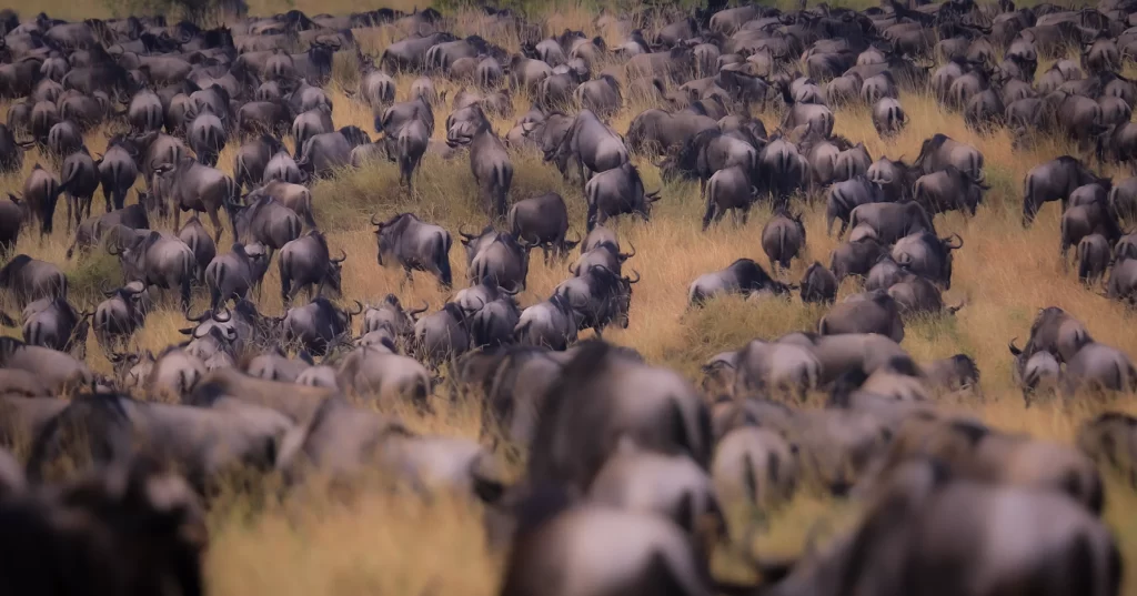 introduction, wildebeest migration sere2