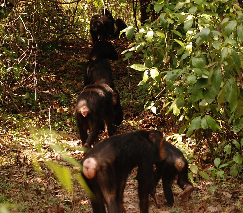 after breakfast, depart for morning chimpanzee trekking, mv2