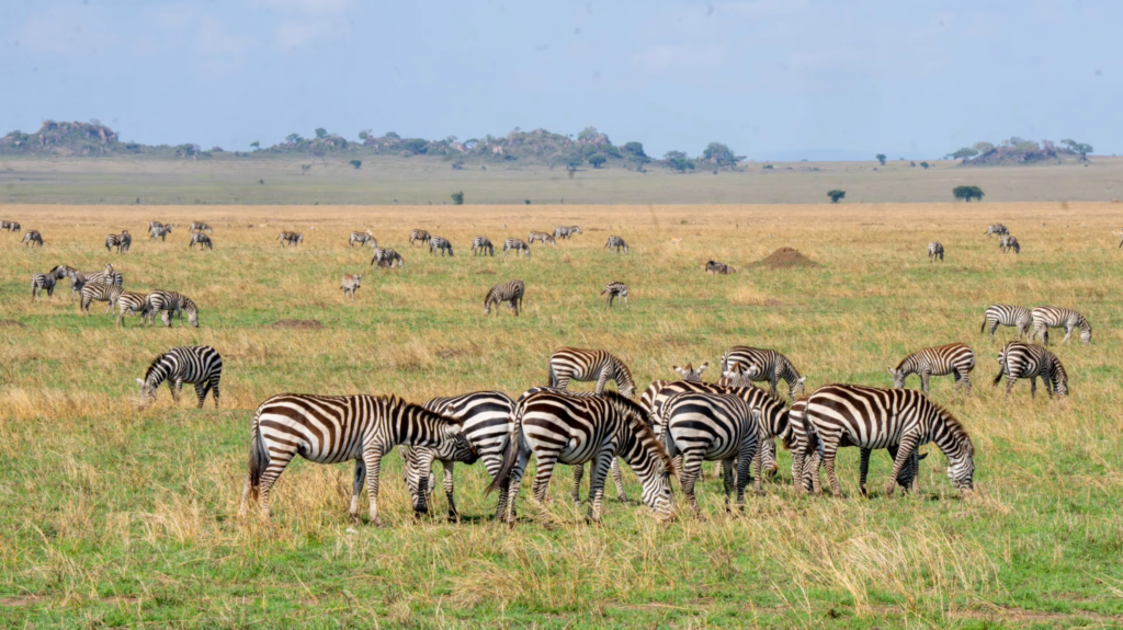 the day is left free to wind down after the trek before your flight home