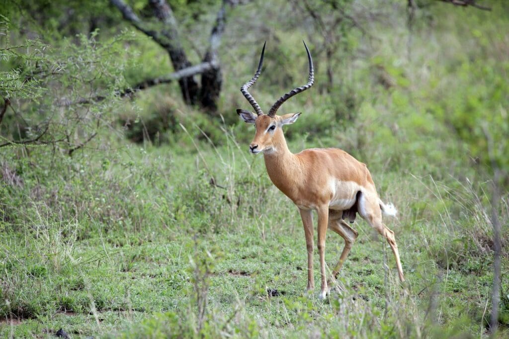 you will be picked up at your hotel at 0800hrs and transferred to the arusha national park to start off your game viewing experience in tanzania’s smallest but most beautiful park in the northern circuit, are