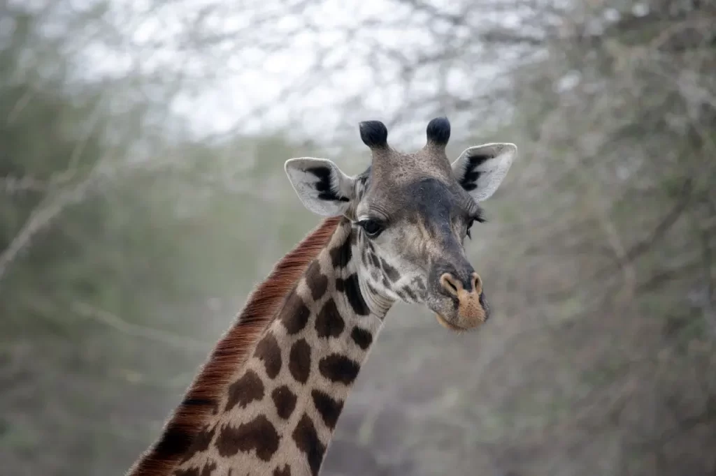 days tarangire national park & hot spring experience, arusha np