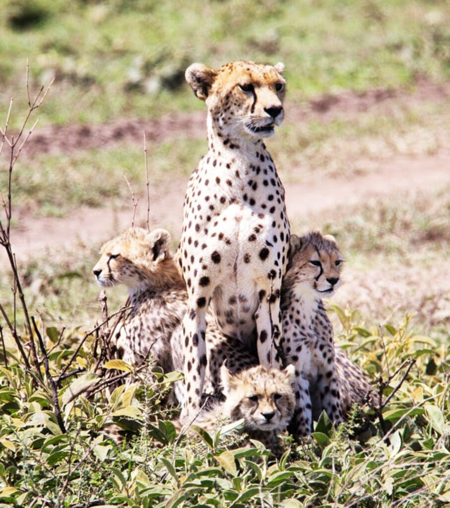 safari essentials to pack: the ultimate guide, c1