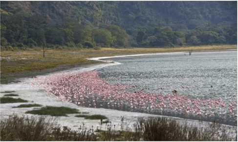 we finish off our last day of trekking with a very early start from acacia, day acacia trek to kamakia campsite lake natron