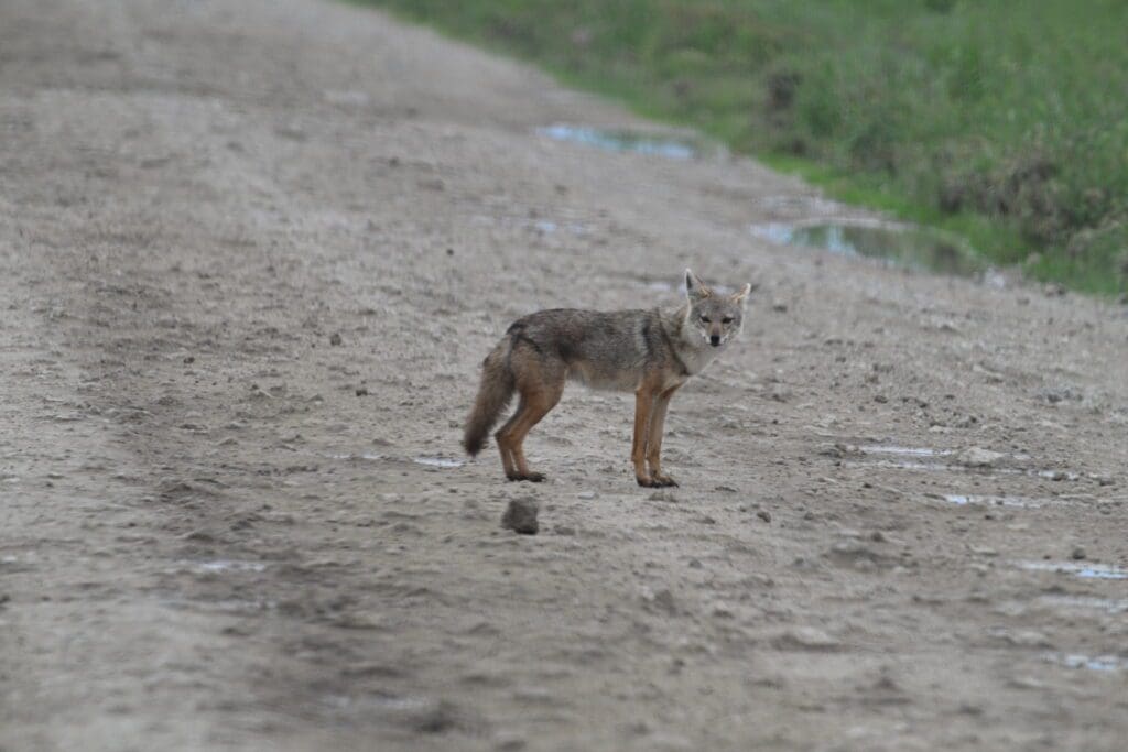 as your incredible tanzanian adventure comes to a close, we hope you leave with unforgettable memories of wildlife, landscapes, and cultures that will stay with you forever, dsc