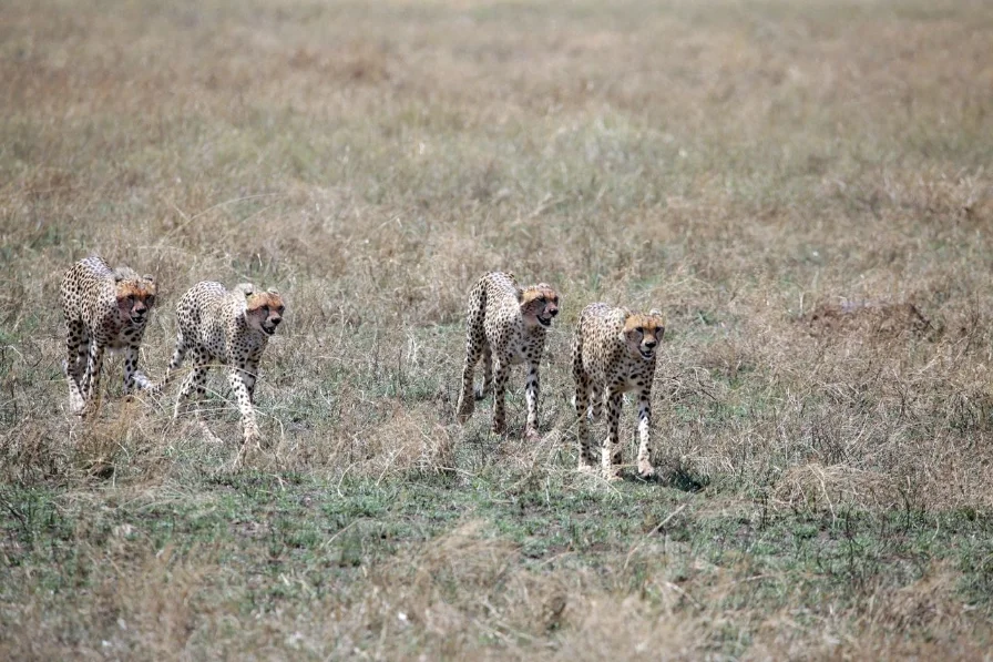 after breakfast, you will start your drive as you head in the ngoro ngoro crater to explore the amazing park of your tour, mkomazi np
