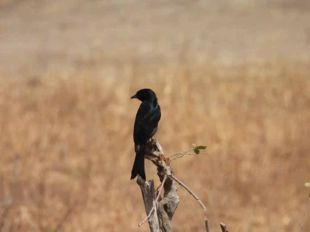 introduction, serengeti np