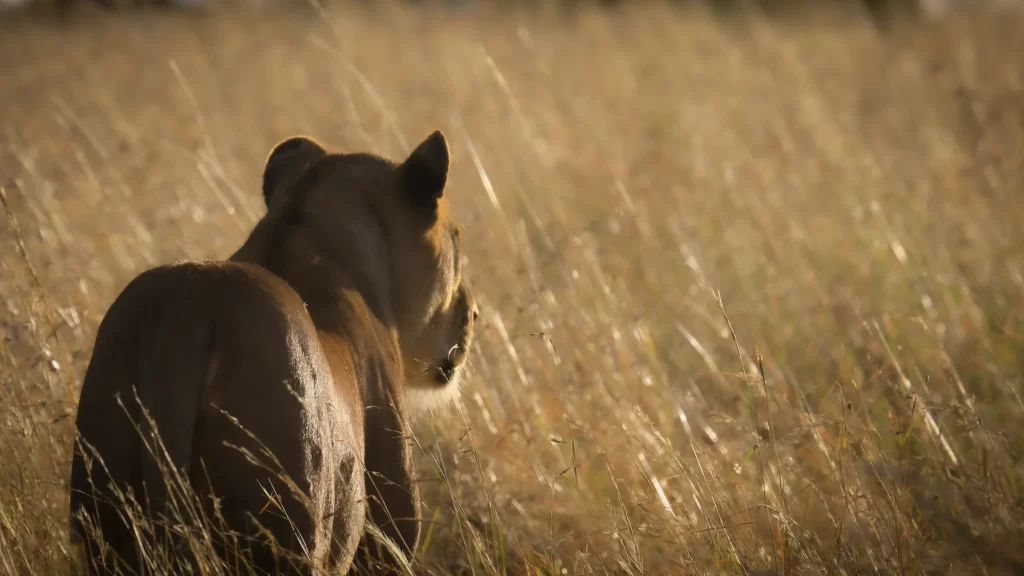 top safari destinations in tanzania: a complete guide, serengeti np