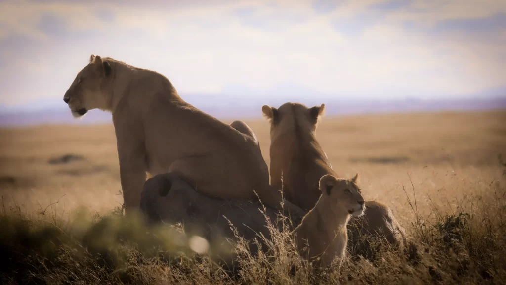 best time to visit tanzania&rsquo;s national parks: a complete guide, serengeti np