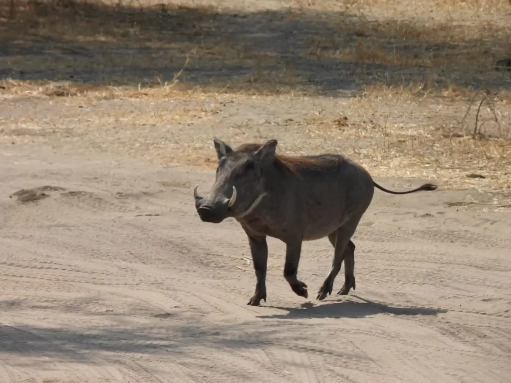 SERENGETI-NP-3-1024x768
