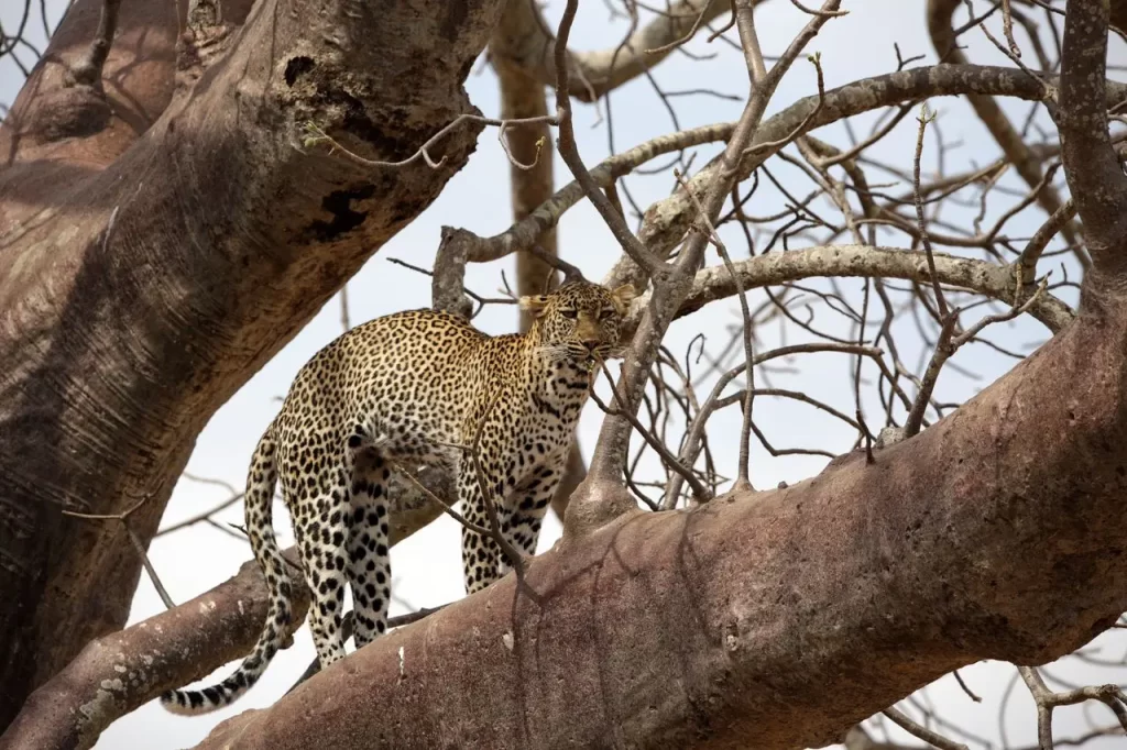 introduction, serengeti np