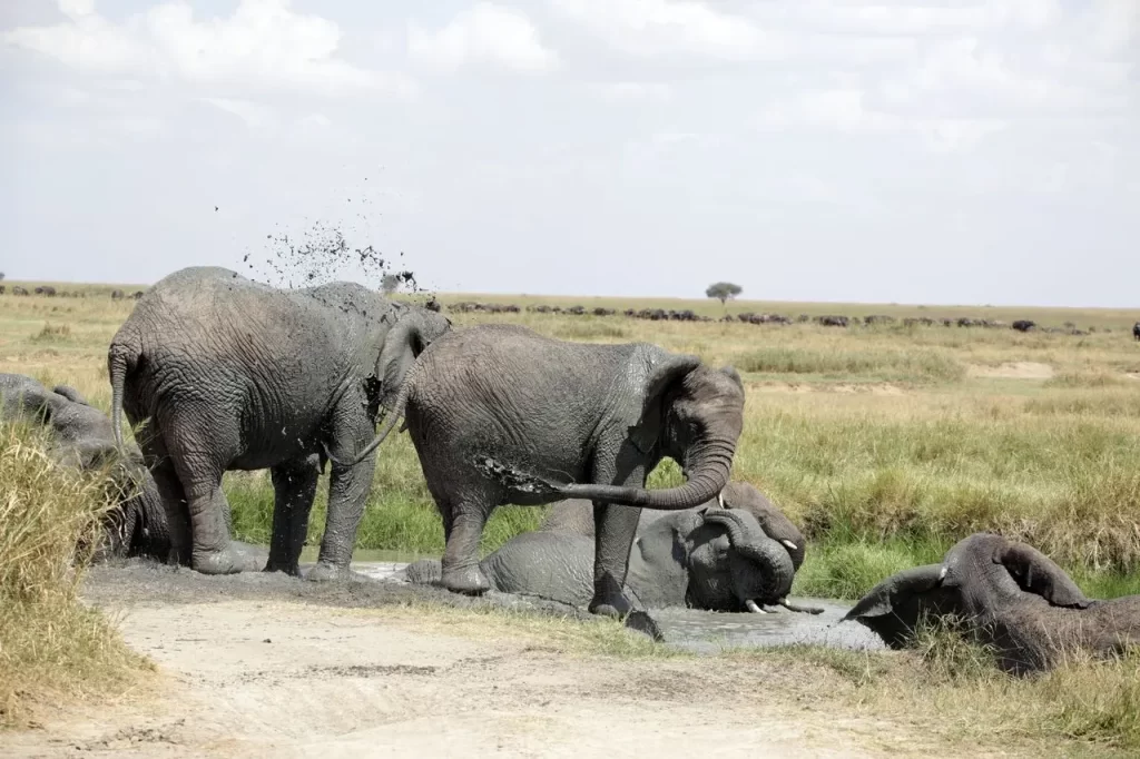 depart early at 7:00am from your accommodation and embark on a scenic drive to tarangire national park, tarangire np
