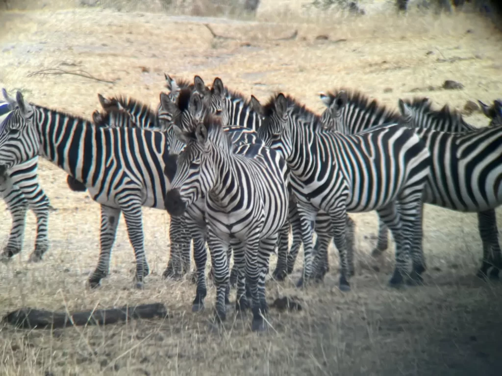 arusha national park day trip, tarangire np