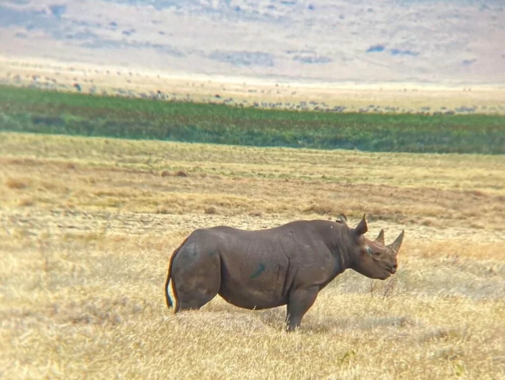 ngorongoro crater day trip, image9