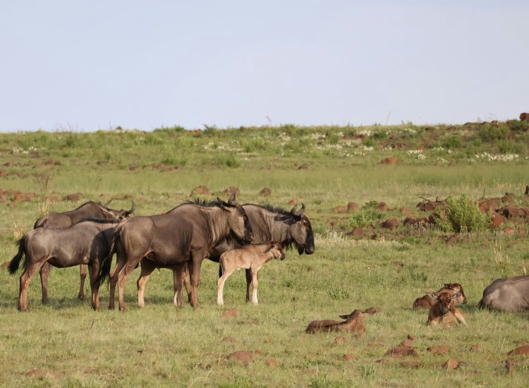 Great Migration Calving Season