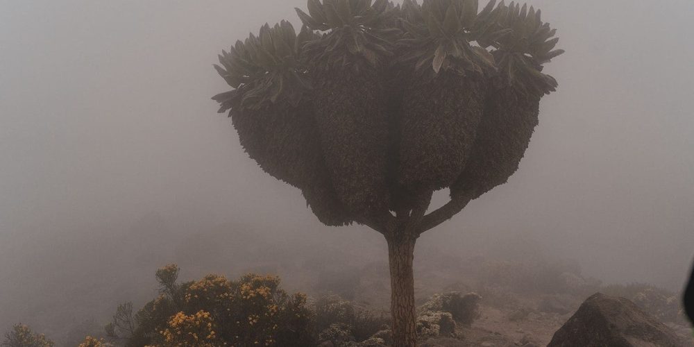 KILI SUMMITERS 2024