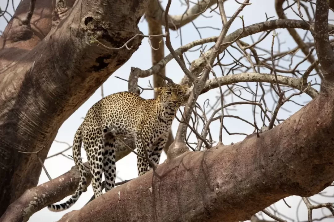 SERENGETI-NP-6-1024x682