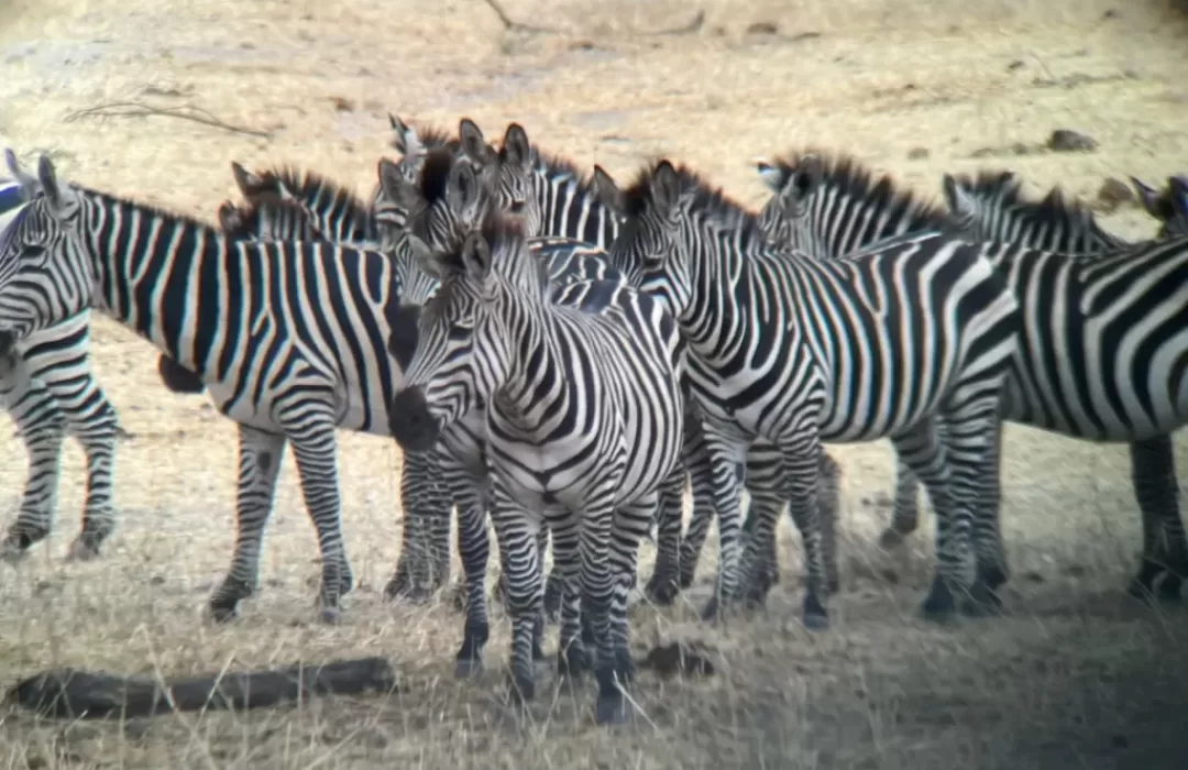 TARANGIRE-NP-6-1024x768 (1)