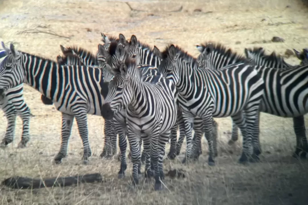 TARANGIRE-NP-6-1024x768 (1)