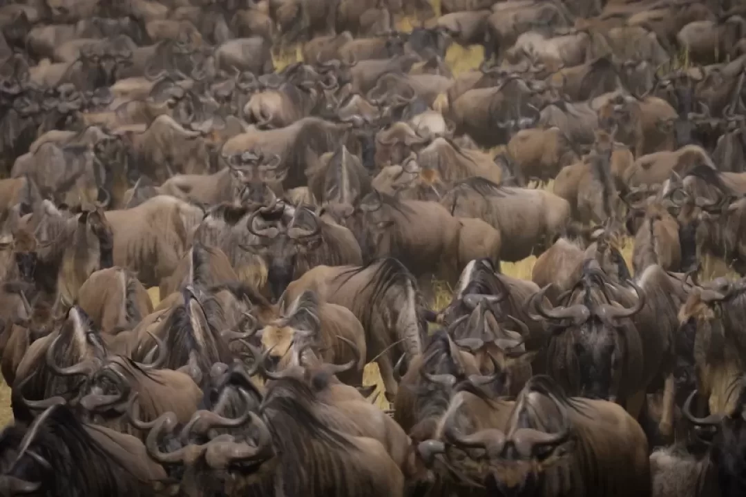 Wildebeest-Migration-4-1024x576