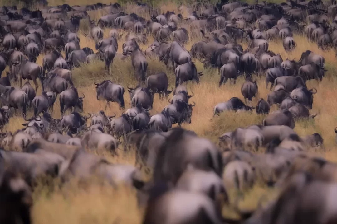 Wildebeest-Migration-Sere2-1024x537